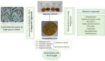 Phytochemical profile and allelopathic activity of eight Eucalyptus species on the performance of initial growth stage of four local species in the southern Tunisia