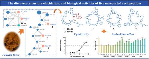 Discovery of cycloheptapeptides phakefusins A−E from the marine sponge Phakellia fusca based on molecular networking