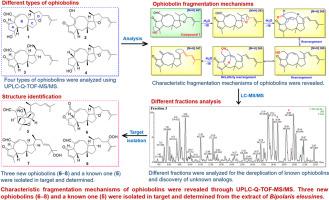 UPLC-Q-TOF-MS/MS analysis of ophiobolins sesterterpenoids and bioactive analogs from Bipolaris eleusines