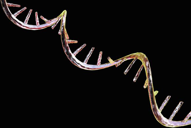 Antisense oligonucleotide shows potential in Charcot–Marie–Tooth disease