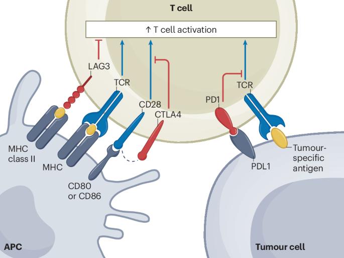 Peripheral nervous system immune-related adverse events due to checkpoint inhibition