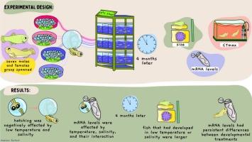 Persistent interactive effects of developmental salinity and temperature in Atlantic killifish (Fundulus heteroclitus)