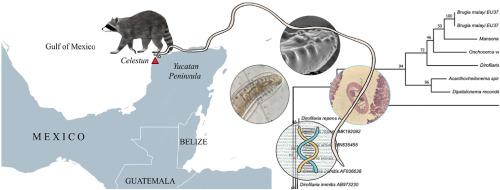 New distribution record, morphological and molecular characterization of Dirofilaria (Nochtiella) tenuis (Nematoda: Onchocercidae) in raccoons (Procyon lotor) from the Yucatan Peninsula, Mexico