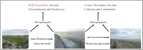 Temporal succession of micropropagules during accumulation and dissipation of green tide algae: A case study in Rudong coast, Jiangsu Province