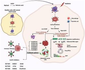 ALDH and cancer stem cells: Pathways, challenges, and future directions in targeted therapy