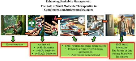 Enhancing snakebite management: The role of small molecule therapeutics in complementing antivenom strategies