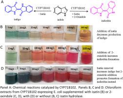 Plant P450 forms indigo and indirubin when expressed in Escherichia coli