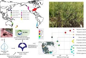 A molecular phylogeny of the Petaluridae (Odonata: Anisoptera): A 160-Million-Year-Old story of drift and extinction