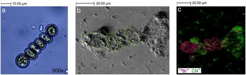 Soil fertilization with microalgae biomass from municipal wastewater treatment causes no additional leaching of dissolved macronutrients and trace elements in a column experiment