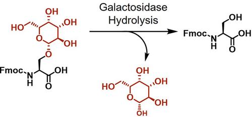 Berichtigung: Correction to “Assembly of Glycopeptides in Living Cells Resembling Viral Infection for Cargo Delivery”