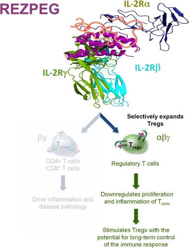 Recent patents in allergy and immunology: The interleukin-2 receptor pathway agonist rezpegaldesleukin (REZPEG) for the rescue of regulatory T cells in chronic inflammatory and autoimmune diseases