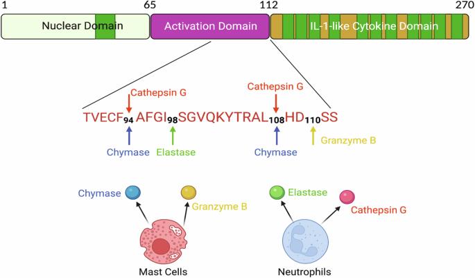 A neutrophil elastase-generated mature form of IL-33 is a potent regulator of endothelial cell activation and proliferative retinopathy