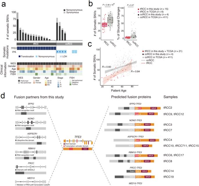 Comprehensive molecular characterization of TFE3-rearranged renal cell carcinoma