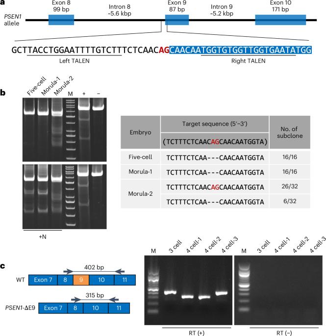 Production of a heterozygous exon skipping model of common marmosets using gene-editing technology