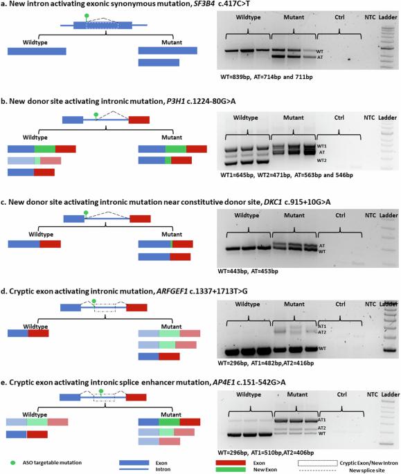 Tailored antisense oligonucleotides designed to correct aberrant splicing reveal actionable groups of mutations for rare genetic disorders