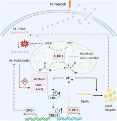 Targeting ALDH2 to augment platinum-based chemosensitivity through ferroptosis in lung adenocarcinoma