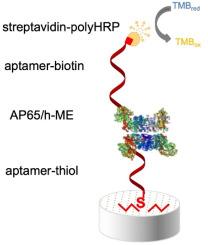 Sandwich enzyme-linked aptamer-based assay for the detection of Trichomonas vaginalis