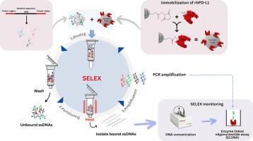 PD-L1 DNA aptamers isolated from agarose-bead SELEX