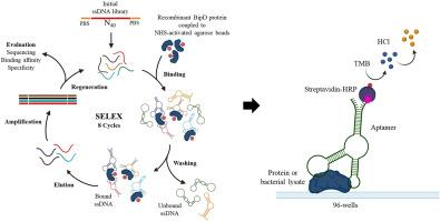 Isolation and characterization of ssDNA aptamers against BipD antigen of Burkholderia pseudomallei