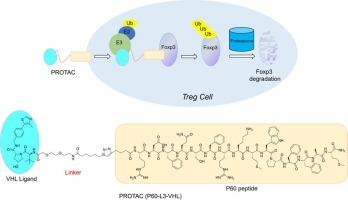 Discovery of a proteolysis targeting chimera (PROTAC) as a potent regulator of FOXP3