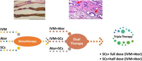 Evaluation of muscular apoptotic changes and myogenin gene expression in experimental trichinosis after stem cells and atorvastatin added to ivermectin treatment