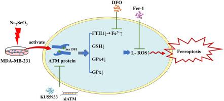 Sensitivity of triple negative breast cancer cells to ATM-dependent ferroptosis induced by sodium selenite