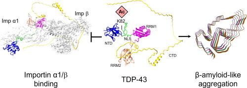 Single Acetylation-mimetic Mutation in TDP-43 Nuclear Localization Signal Disrupts Importin α1/β Signaling