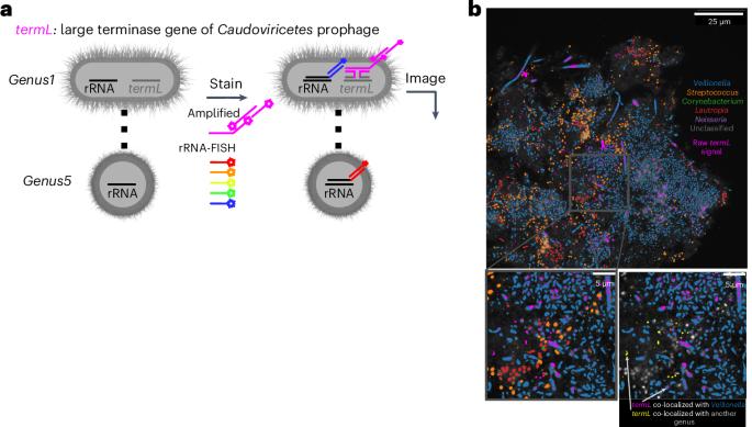 Microscopy methods map mobile genetic elements and their bacterial hosts