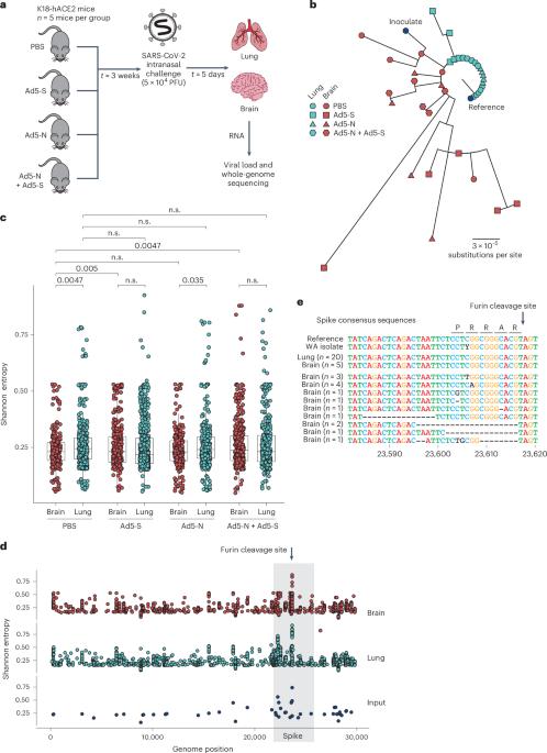 Evolution of SARS-CoV-2 in the murine central nervous system drives viral diversification