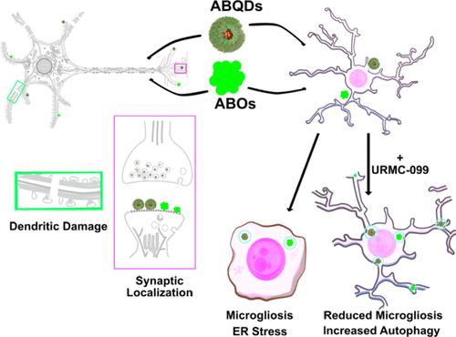Hybrid Amyloid Quantum Dot Nano-Bio Assemblies to Probe Neuroinflammatory Damage