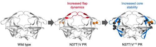 Contrasting the effect of hinge region insertions and non-active site mutations on HIV protease-inhibitor interactions: Insights from altered flap dynamics