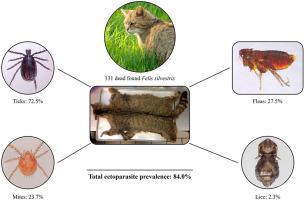 Ectoparasites of the European wildcat (Felis silvestris) in Germany