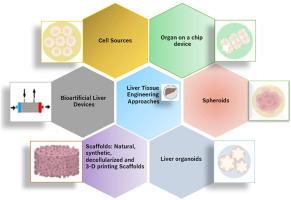 A review of current state-of-the-art materiobiology and technological approaches for liver tissue engineering