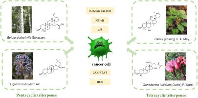 Recent progress on triterpenoid derivatives and their anticancer potential