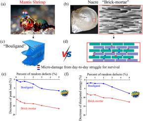 Significance of microstructural defect-tolerant in the battle for survival: Mantis shrimp VS. Nacre