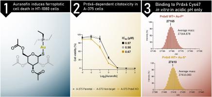 On the binding of auranofin to Prdx6 and its potential role in cancer cell sensitivity to treatment