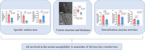 Study on susceptibility differences of Tetranychus cinnabarinus (Boisduval) males and females to acaricides