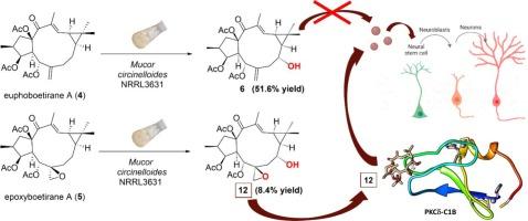 Effect of lathyrane-type diterpenoids in neural stem cell physiology: Microbial transformations, molecular docking and dynamics studies