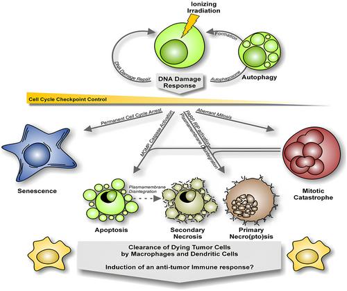 The increasing prevalence of cancer in the elderly: An investigation of epidemiological trends