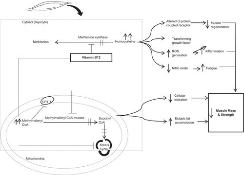 Vitamin B12 status and skeletal muscle function among elderly: A literature review and pilot study on the effect of oral vitamin B12 supplementation in improving muscle function