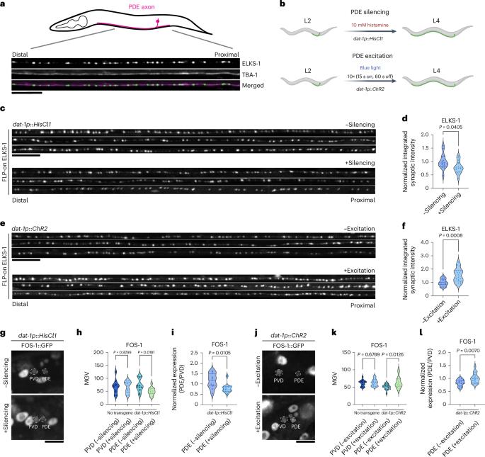 An activity-regulated transcriptional program directly drives synaptogenesis