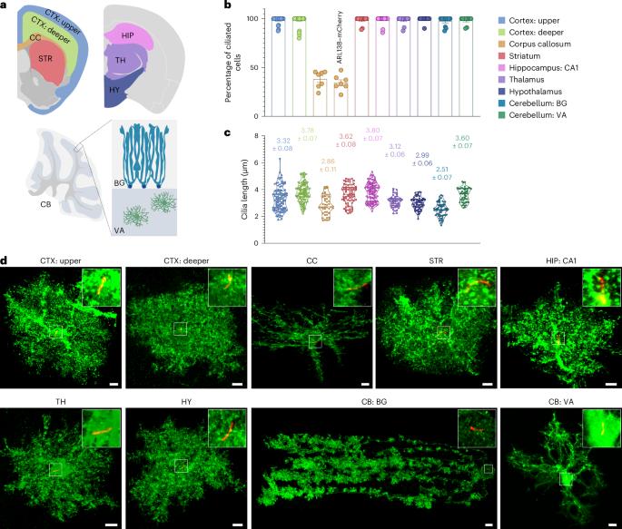 Primary cilia signaling in astrocytes mediates development and regional-specific functional specification