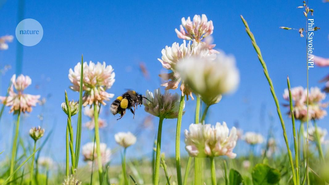 Bumblebees’ sense of smell can’t take the heat