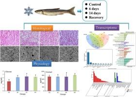 Transcriptome, histology, and enzyme activities analysis of liver in Phoxinus lagowskii to the low temperature stress and recovery