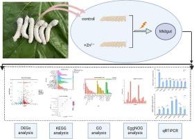 Transcriptome analysis provides new insight into the mechanism of Bombyx mori under zinc exposure