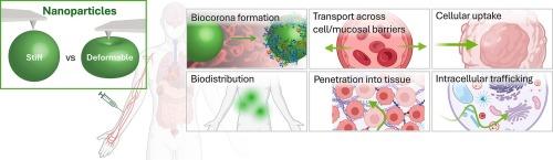 Effects of nanoparticle deformability on multiscale biotransport