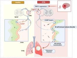 Linking severe traumatic brain injury to pulmonary Infections: Translocation of intestinal bacteria mediated by nociceptor neurons