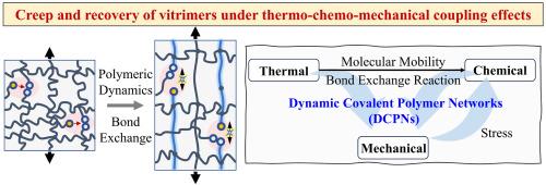 Creep and recovery of vitrimers under thermo-chemo-mechanical coupling effects