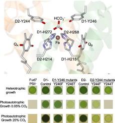 D1-Tyr246 and D2-Tyr244 in photosystem II: Insights into bicarbonate binding and electron transfer from QA•− to QB