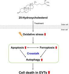 25-Hydroxycholesterol induces oxidative stress, leading to apoptosis and ferroptosis in extravillous trophoblasts